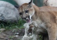 艾伯塔省政府扩大美洲狮狩猎区域和配额