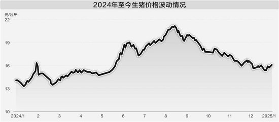 节前供应端争先布局年猪市场供应充足，价格温和回落